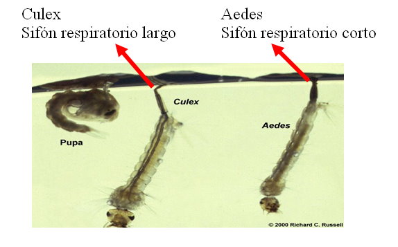 Animales Animales