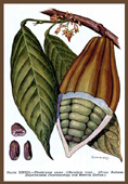 Cacao