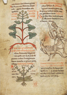 Herbario medieval